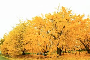 そぶえイチョウ黄葉まつり、銀杏、紅葉、11月秋、愛知県稲沢市の観光・撮影スポットの画像と写真