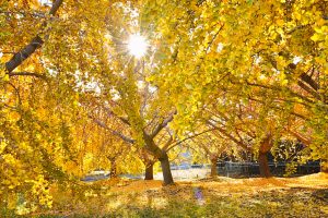 そぶえイチョウ紅葉まつり、銀杏、11月秋、愛知県稲沢市の観光・撮影スポットの画像と写真