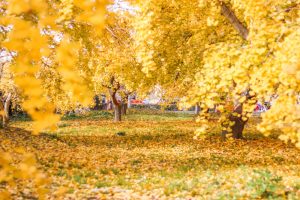 そぶえイチョウ黄葉まつり、銀杏、紅葉、11月秋、愛知県稲沢市の観光・撮影スポットの画像と写真
