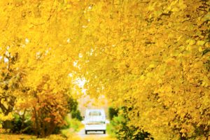 そぶえイチョウ黄葉まつり、銀杏、紅葉、11月秋、愛知県稲沢市の観光・撮影スポットの画像と写真