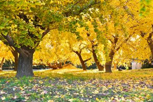 そぶえイチョウ紅葉まつり、銀杏、11月秋、愛知県稲沢市の観光・撮影スポットの画像と写真