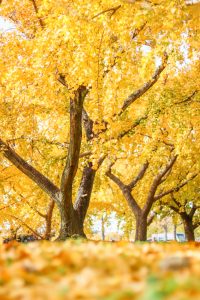 そぶえイチョウ黄葉まつり、銀杏、紅葉、11月秋、愛知県稲沢市の観光・撮影スポットの画像と写真
