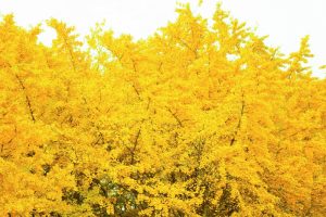 そぶえイチョウ黄葉まつり、銀杏、紅葉、11月秋、愛知県稲沢市の観光・撮影スポットの画像と写真