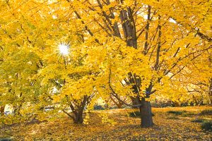 そぶえイチョウ紅葉まつり、銀杏、11月秋、愛知県稲沢市の観光・撮影スポットの画像と写真