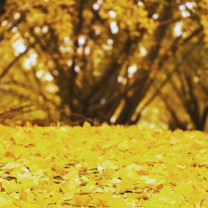 そぶえイチョウ黄葉まつり、銀杏、紅葉、11月秋、愛知県稲沢市の観光・撮影スポットの画像と写真