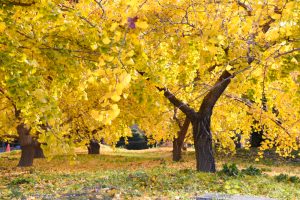 そぶえイチョウ紅葉まつり、銀杏、11月秋、愛知県稲沢市の観光・撮影スポットの画像と写真