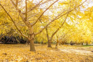 そぶえイチョウ黄葉まつり、銀杏、紅葉、11月秋、愛知県稲沢市の観光・撮影スポットの画像と写真