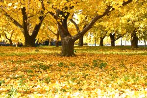 そぶえイチョウ紅葉まつり、銀杏、11月秋、愛知県稲沢市の観光・撮影スポットの画像と写真