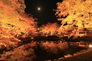 曽木公園、紅葉、ライトアップ、11月秋、岐阜県土岐市の観光・撮影スポットの画像と写真