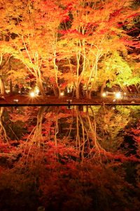 曽木公園、紅葉、ライトアップ、11月秋、岐阜県土岐市の観光・撮影スポットの画像と写真