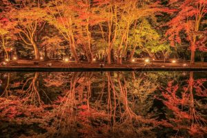 曽木公園、紅葉、ライトアップ、11月秋、岐阜県土岐市の観光・撮影スポットの画像と写真