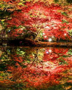 曽木公園、紅葉、ライトアップ、11月秋、岐阜県土岐市の観光・撮影スポットの画像と写真