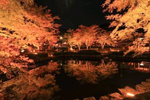 曽木公園、紅葉、ライトアップ、11月秋、岐阜県土岐市の観光・撮影スポットの画像と写真