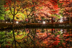曽木公園、紅葉、ライトアップ、11月秋、岐阜県土岐市の観光・撮影スポットの画像と写真