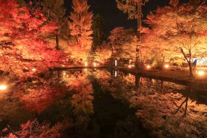 曽木公園、紅葉、ライトアップ、11月秋、岐阜県土岐市の観光・撮影スポットの画像と写真