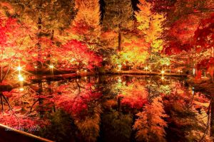 曽木公園、紅葉、ライトアップ、11月秋、岐阜県土岐市の観光・撮影スポットの画像と写真