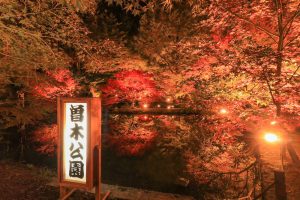 曽木公園、紅葉、ライトアップ、11月秋、岐阜県土岐市の観光・撮影スポットの画像と写真
