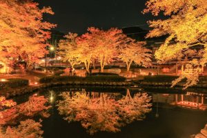 曽木公園、紅葉、ライトアップ、11月秋、岐阜県土岐市の観光・撮影スポットの画像と写真