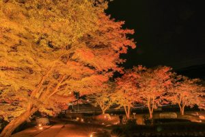 曽木公園、紅葉、ライトアップ、11月秋、岐阜県土岐市の観光・撮影スポットの画像と写真