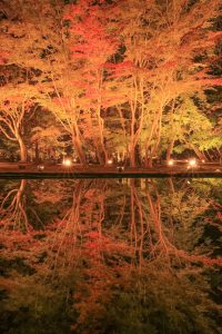 曽木公園、紅葉、ライトアップ、11月秋、岐阜県土岐市の観光・撮影スポットの画像と写真