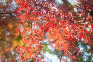 田丸城跡、紅葉、11月秋、三重県度合町の観光・撮影スポットの画像と写真