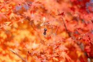 田丸城跡、紅葉、11月秋、三重県度合町の観光・撮影スポットの画像と写真