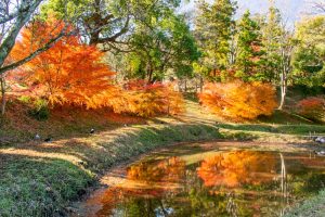 田丸城跡、紅葉、11月秋、三重県度合町の観光・撮影スポットの画像と写真