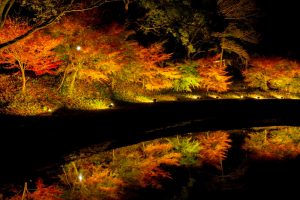 田丸城跡、紅葉、ライトアップ、11月秋、三重県度合町の観光・撮影スポットの画像と写真