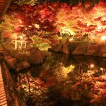 錦を纏う徳川園, 紅葉祭, ライトアップ, 11月秋、名古屋市東区の観光・撮影スポットの画像と写真