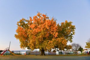 大和の大いちょう、黄葉、紅葉、銀杏、11月秋、愛知県豊川市の観光・撮影スポットの画像と写真