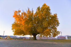 大和の大いちょう、黄葉、紅葉、銀杏、11月秋、愛知県豊川市の観光・撮影スポットの画像と写真