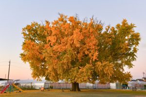 大和の大いちょう、黄葉、紅葉、銀杏、11月秋、愛知県豊川市の観光・撮影スポットの画像と写真