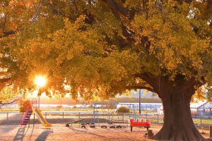 大和の大いちょう、黄葉、紅葉、銀杏、11月秋、愛知県豊川市の観光・撮影スポットの画像と写真