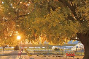 大和の大いちょう、黄葉、紅葉、銀杏、11月秋、愛知県豊川市の観光・撮影スポットの画像と写真