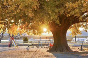 大和の大いちょう、黄葉、紅葉、銀杏、11月秋、愛知県豊川市の観光・撮影スポットの画像と写真