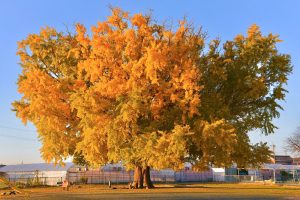 大和の大いちょう、黄葉、紅葉、銀杏、11月秋、愛知県豊川市の観光・撮影スポットの画像と写真