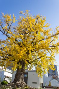 津島神社、大イチョウ、黄葉、紅葉、11月秋、愛知県津島市の観光・撮影スポットの画像と写真