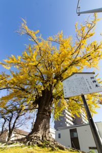 津島神社、大イチョウ、黄葉、紅葉、11月秋、愛知県津島市の観光・撮影スポットの画像と写真