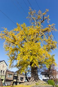 津島神社、大イチョウ、黄葉、紅葉、11月秋、愛知県津島市の観光・撮影スポットの画像と写真