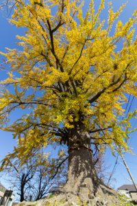 津島神社、大イチョウ、黄葉、紅葉、11月秋、愛知県津島市の観光・撮影スポットの画像と写真