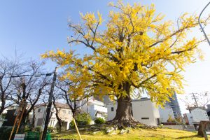 津島神津島神社、大イチョウ、黄葉、紅葉、11月秋、愛知県津島市の観光・撮影スポットの画像と写真