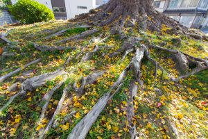 津島神社、大イチョウ、黄葉、紅葉、11月秋、愛知県津島市の観光・撮影スポットの画像と写真