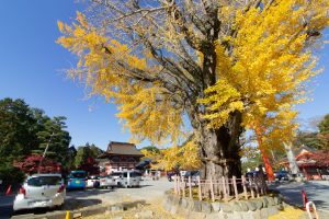 津島神社、大イチョウ、黄葉、紅葉、11月秋、愛知県津島市の観光・撮影スポットの画像と写真