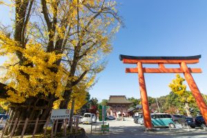 津島神社、大イチョウ、黄葉、紅葉、11月秋、愛知県津島市の観光・撮影スポットの画像と写真津島神社、大イチョウ、黄葉、紅葉、11月秋、愛知県津島市の観光・撮影スポットの画像と写真