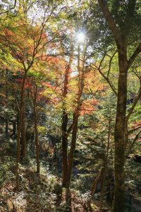 阿寺の七滝、紅葉、11月秋、愛知県新城市の観光・撮影スポットの画像と写真