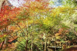 阿寺の七滝、紅葉、11月秋、愛知県新城市の観光・撮影スポットの画像と写真