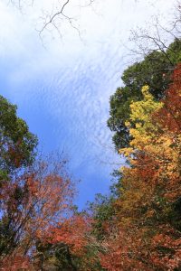 阿寺の七滝、紅葉、11月秋、愛知県新城市の観光・撮影スポットの画像と写真