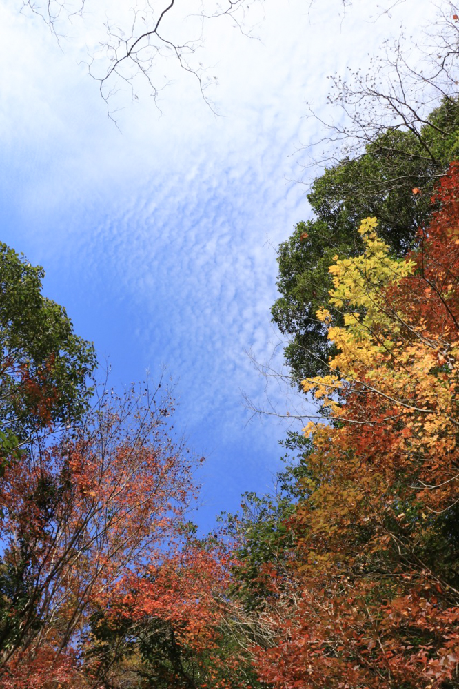 阿寺の七滝、紅葉、11月秋、愛知県新城市の観光・撮影スポットの画像と写真