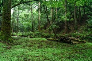 新城市の滝、阿寺の七滝、愛知県新城市の観光・撮影スポットの画像と写真