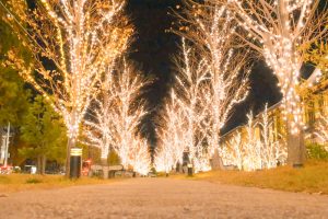 みんなの森・ぎふメディアコスモス、イルミネーション、12月冬、岐阜県岐阜市の観光・撮影スポットの画像と写真